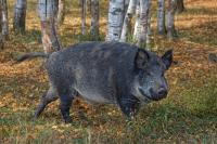 Wildschwein